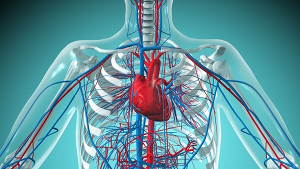 Cleansing Your Dirty Blood Vessels With Cardiovax Capsules