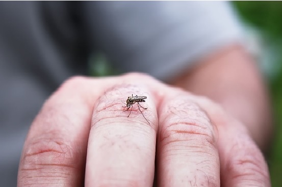 Malaria And Typhoid Fever Herbs In Nigeria